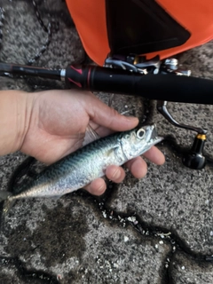 サバの釣果