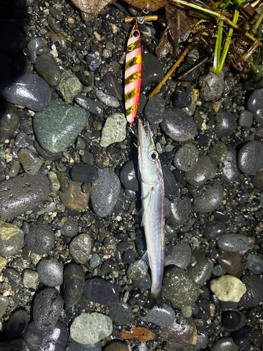 カマスの釣果