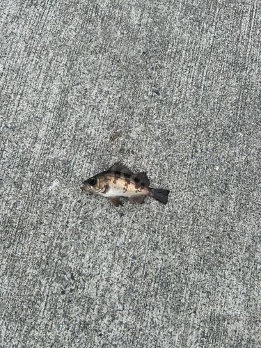 クロメバルの釣果