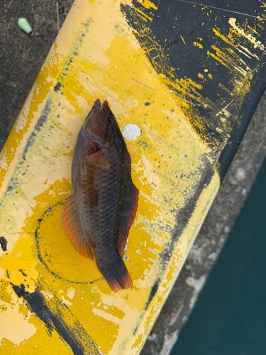 アカササノハベラの釣果