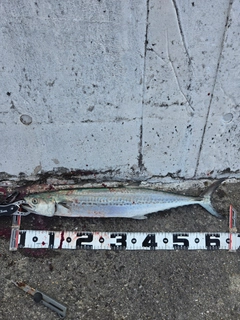サゴシの釣果