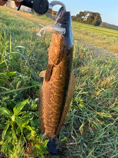 ライギョの釣果