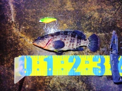 チャイロマルハタの釣果