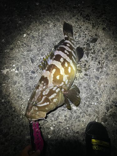 クエの釣果