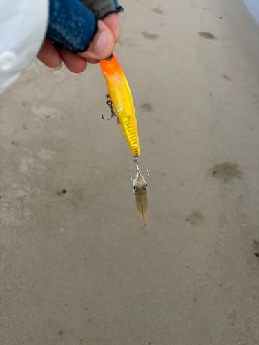 シロギスの釣果