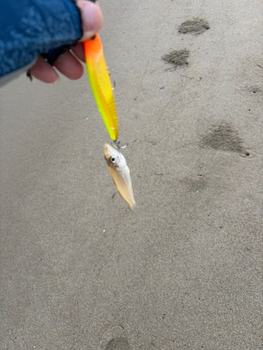シロギスの釣果