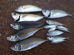 マアジの釣果