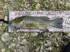 スモールマウスバスの釣果