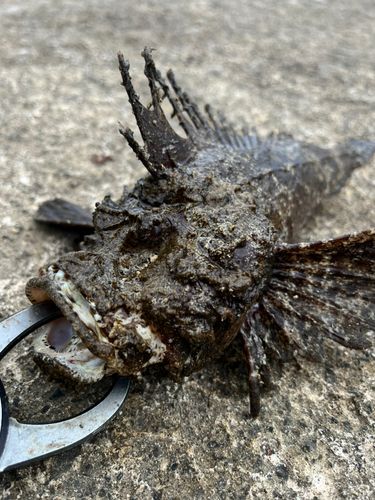 オニオコゼの釣果