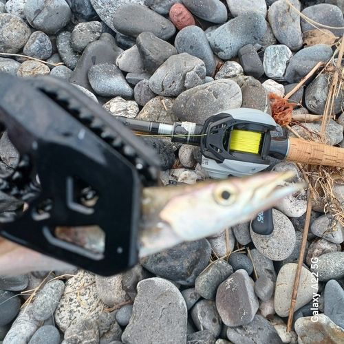 カマスの釣果