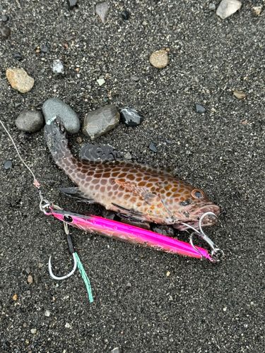 オオモンハタの釣果