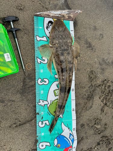 マゴチの釣果