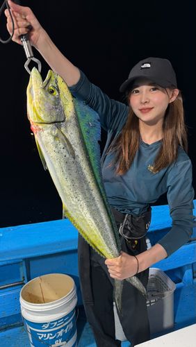 シイラの釣果