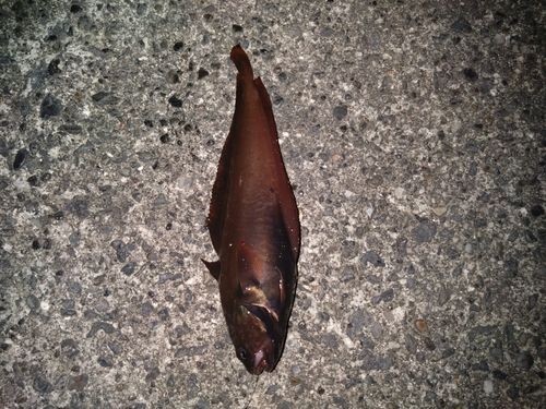 ドンコの釣果