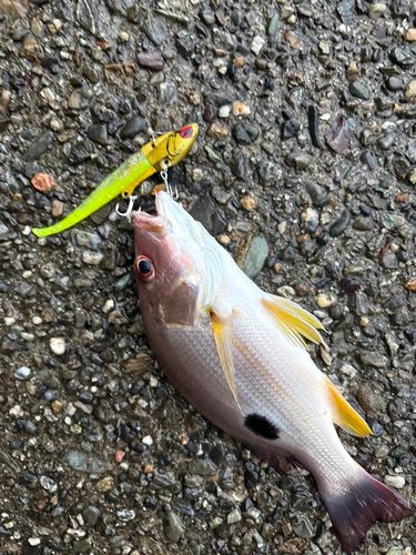 クロホシフエダイの釣果