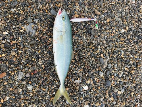 ワカシの釣果