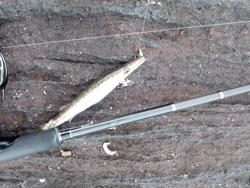 カマスの釣果