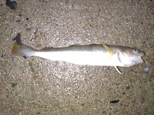 コマイの釣果