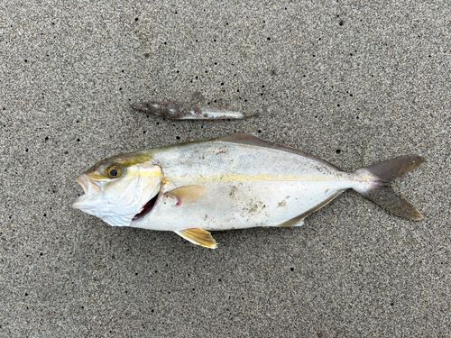 ショゴの釣果
