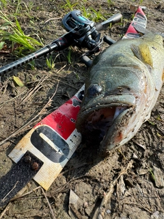 ブラックバスの釣果