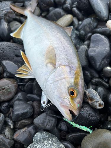 ショゴの釣果