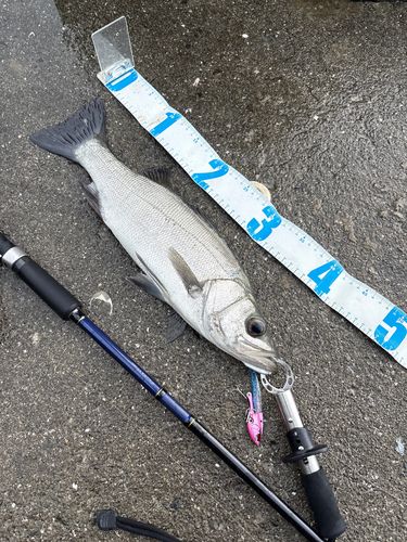 ヒラスズキの釣果