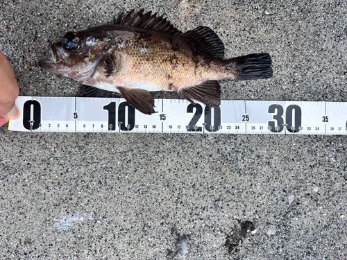 メバルの釣果