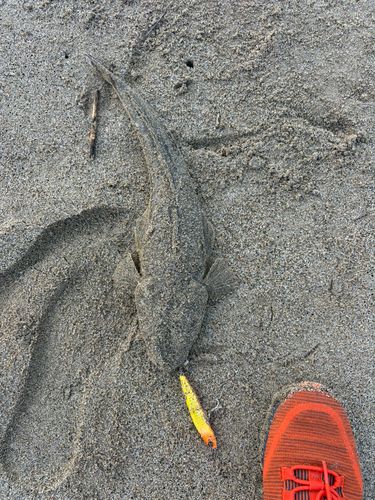 マゴチの釣果