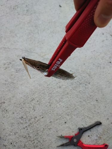 カマスの釣果