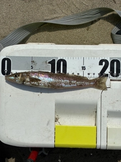 シロギスの釣果
