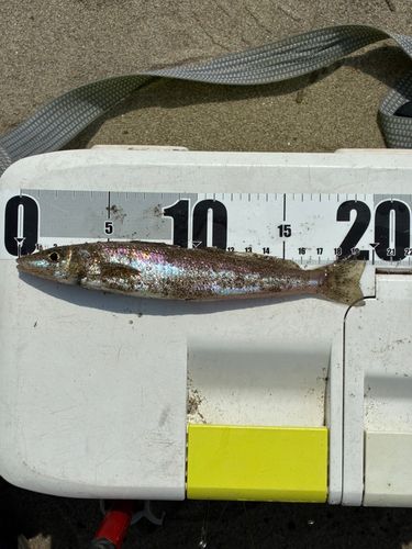シロギスの釣果
