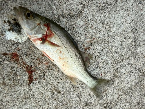 スズキの釣果