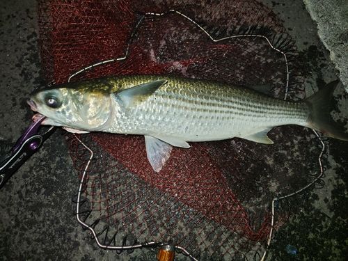 ボラの釣果