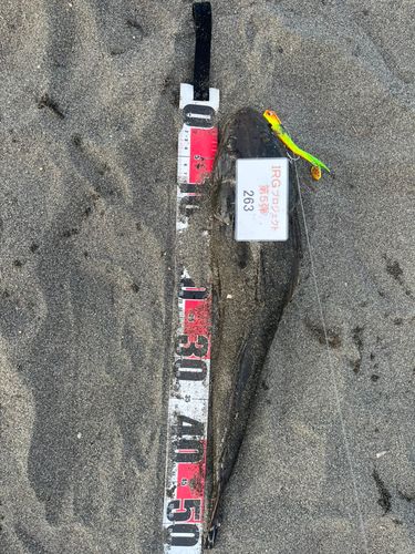 マゴチの釣果