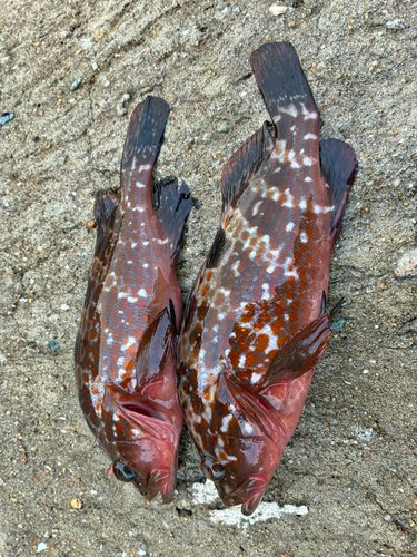 アコウの釣果