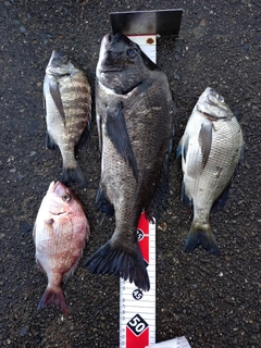 クロダイの釣果