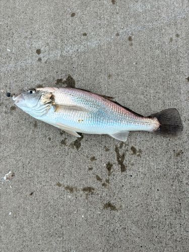 イシモチの釣果