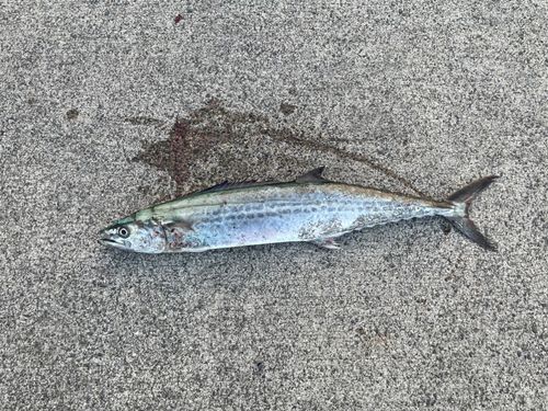 サゴシの釣果