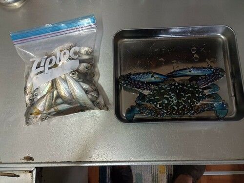 マアジの釣果