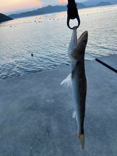 エソの釣果