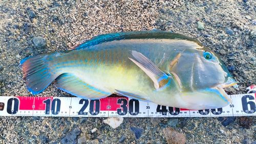 シロクラベラの釣果