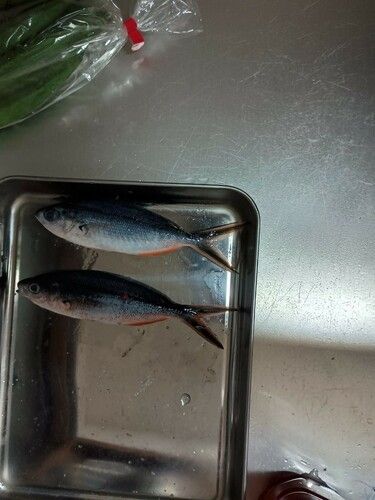 タカベの釣果