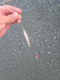 カマスの釣果