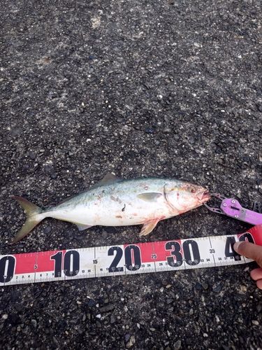 ワカシの釣果