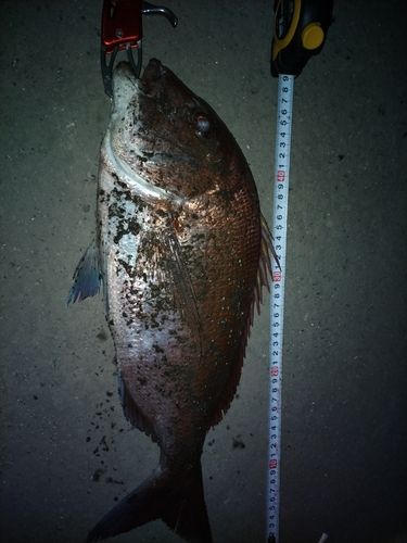 タイの釣果