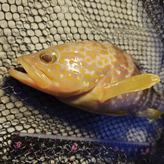 キジハタの釣果