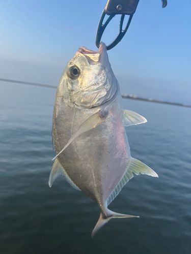 メッキの釣果