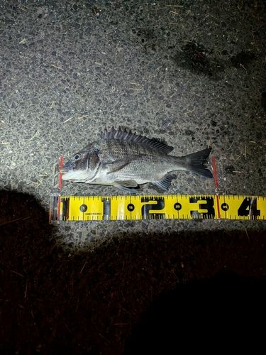 チヌの釣果