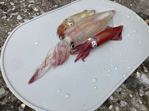 ケンサキイカの釣果