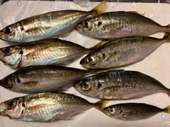 アジの釣果